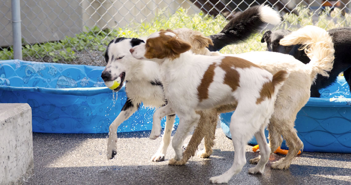 Pool Party, tag your it!